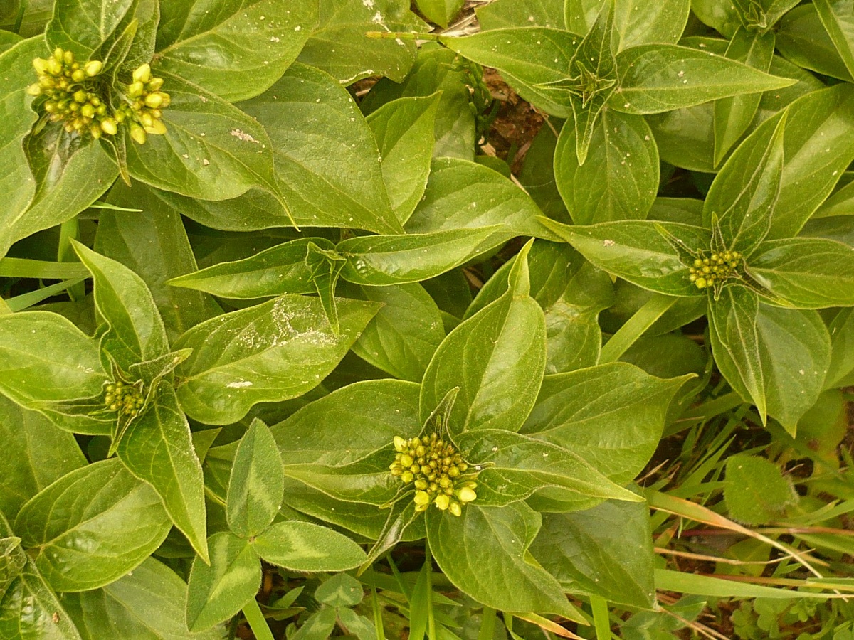 Vincetoxicum hirundinaria subsp. luteolum (Apocynaceae)